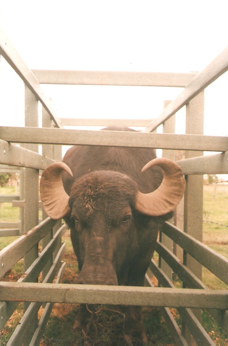 calceta o manga de corral para búfalos brete para ganado búfalo apartar seleccionar el ganado vacunar ganado inseminar desparasitar corrales embudos calcetas embudo estribo corrales calceta bretes brete calceta o manga de corral para búfalos brete para ganado búfalo apartar seleccionar el ganado vacunar ganado inseminar desparasitar corrales embudos calcetas embudo estribo corrales calceta bretes brete calceta o manga de corral para búfalos brete para ganado búfalo apartar seleccionar el ganado vacunar ganado inseminar desparasitar corrales embudos calcetas embudo estribo corrales calceta bretes brete calceta o manga de corral para búfalos brete para ganado búfalo apartar seleccionar el ganado vacunar ganado inseminar desparasitar corrales embudos calcetas embudo estribo corrales calceta bretes brete